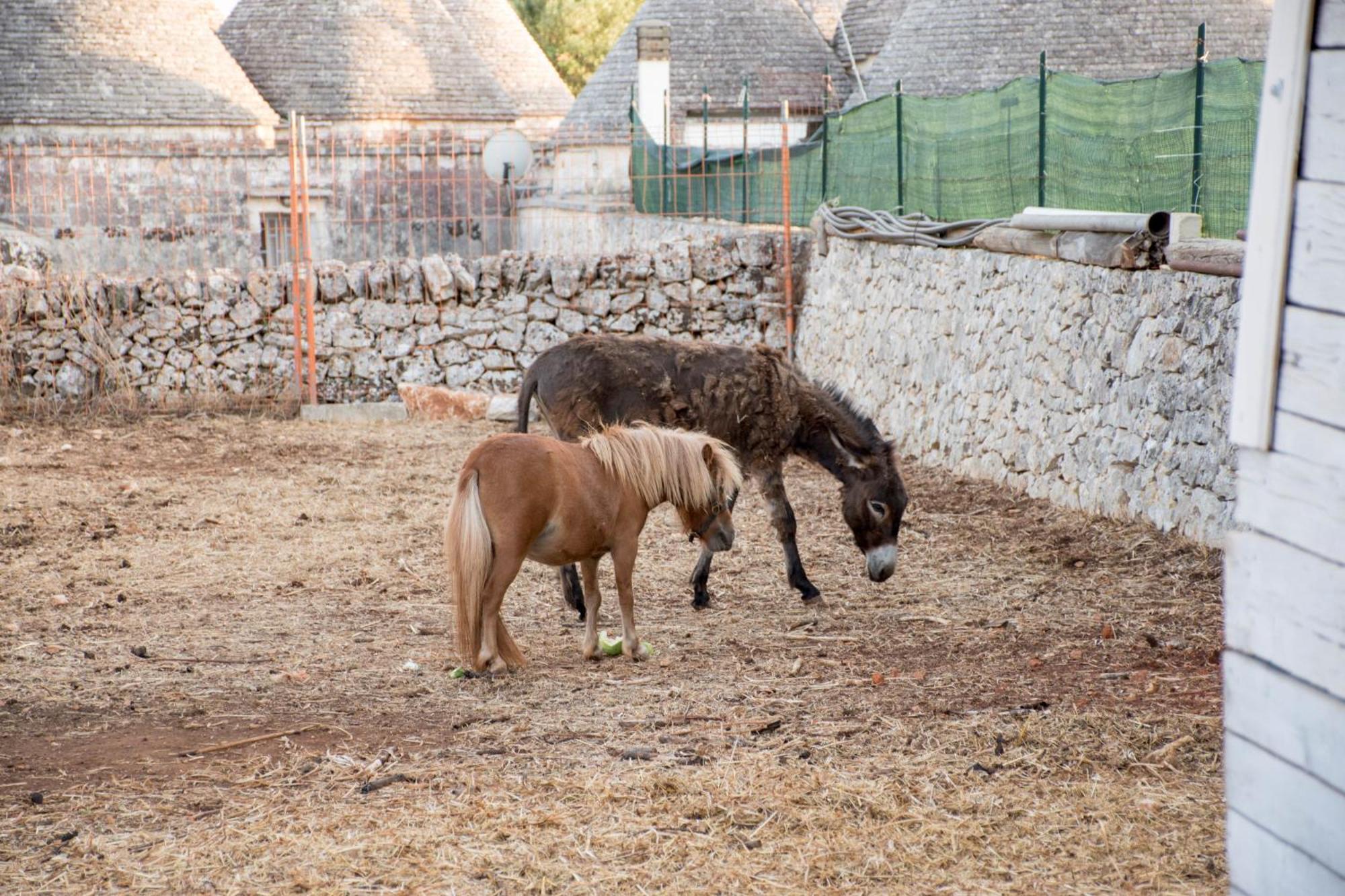 Trullo Cinquenoci Suite Locorotondo Ngoại thất bức ảnh